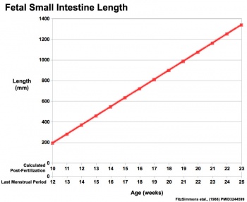 Fetal small Intestine length growth graph.jpg
