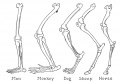 Fig. 5. Legs of Five Mammals