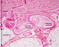 Labelled Pacinian corpuscle