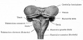 Thumbnail for version as of 01:57, 30 Ocak 2011