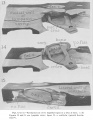 Thumbnail for version as of 08:44, 22 October 2017