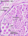 Thumbnail for version as of 13:06, 24 September 2012