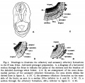 Thumbnail for version as of 17:48, 24 October 2017