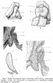 Thumbnail for version as of 09:46, 12 November 2016