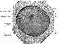 Embryonic disk of dog