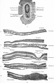 Surface view of embryonic disk of dog and transverse sections of same