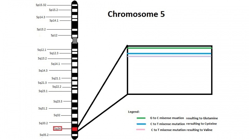 File:Chromosome 5 - NKX2-5 Gene.jpg