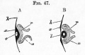 Fig. 47. Sections illustrating the formation of the eye. (After Kemak.)