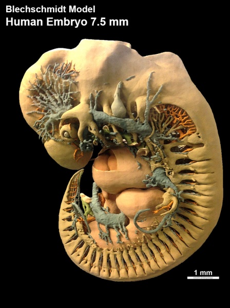 File:Human 7.5mm embryo model 01.jpg