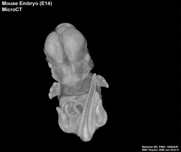 File:Mouse embryo E14 microCT icon.jpg
