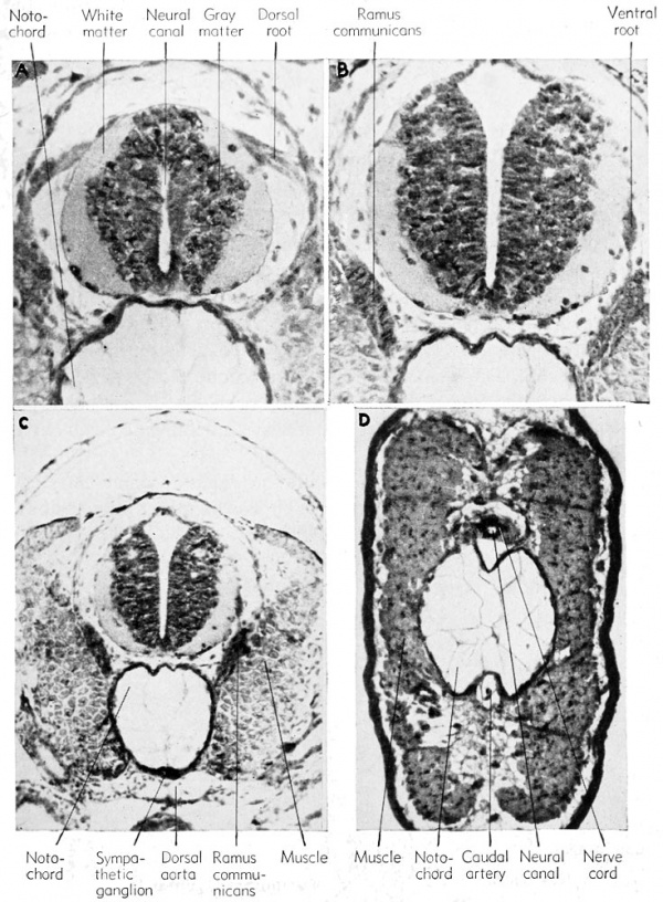 Book - The Frog Its Reproduction and Development 11 - Embryology