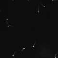Spermatozoa motility icon 01.jpg