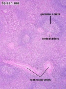 ANAT2241 Lymphatic Tissue and Immune System - Embryology