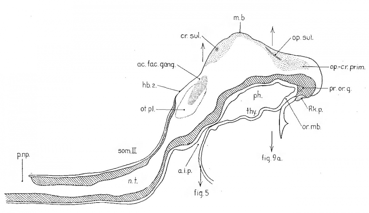 Paper - The Origin of the Otic and Optic Primordia in Man - Embryology