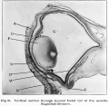Fig. 21. Vertical section through human foetal eye at five months