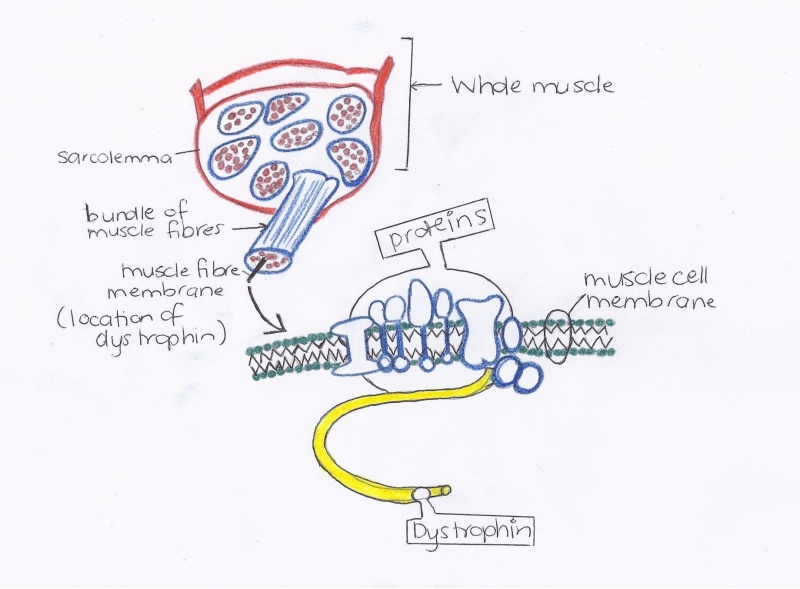 File:Dystrophin in the muscle fibre membrane.jpg