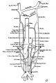 Fig. 17 venous system of adult man