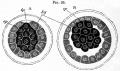 Fig. 95. Optical sections of a rabbit's ovum at two stages closely following upon the segmentation.