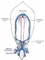 458 Diagram of the vascular channels in a human embryo of the second week