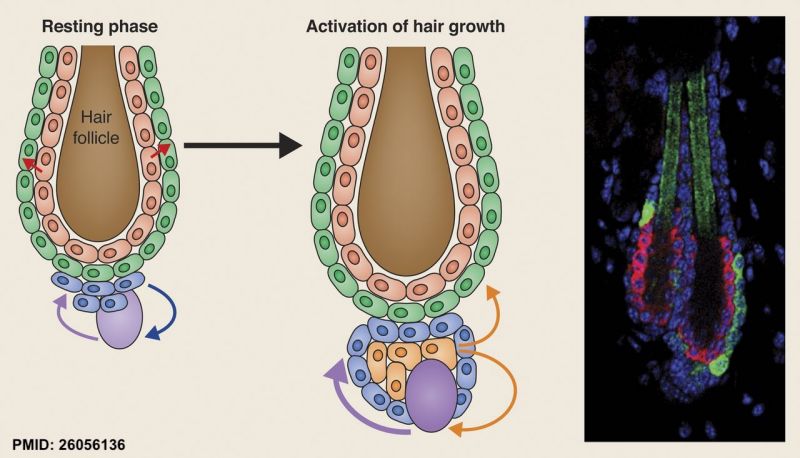 File:Hair stem cells 01.jpg