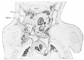 Fig. 494 Frontal section jugular lymph-sacs human embryo 30 mm