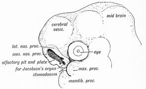 Fig. 16. Embryo Olfactory Pit and Nasal Processes (4 week)