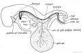 Fig. 221. The Form of the Alimentary Canal in a human embryo of the 3rd week.