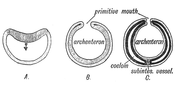 Fig. 38 Diagram showing three stages in the early development of Amphioxus.