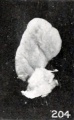 Figs. 204. Similar specimens, showing more pronounced changes. 2244 (X2.67), 1891 (X2), 1655 (X2.67), 1260 (X2.67), 1333 (X2.67), 1379 (X2.67).