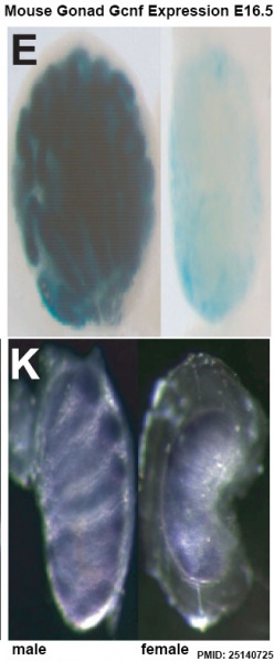File:Mouse gonad Gcnf expression E16.5.jpg