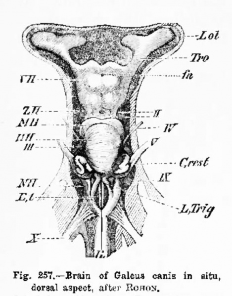 File:Hertwig257.jpg