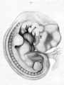 Pl. 1 Fig. 1. External view of the embryo.