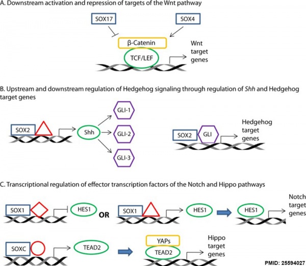 Sox transcription factors cartoon