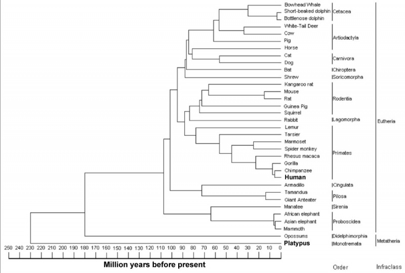 File:Divergence of mammalian species dentin phosphoprotein.jpg