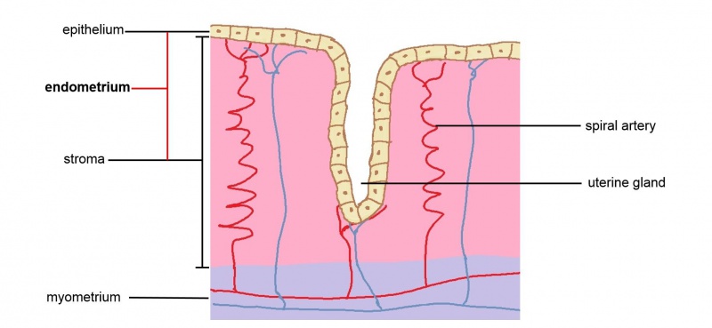 File:Endometrium structure.JPG