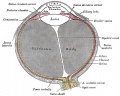 869 Horizontal section of the eyeball