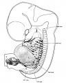 Fig 2. 17 mm embryo