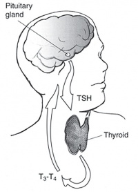 Pituitary thyroid pathway.jpg