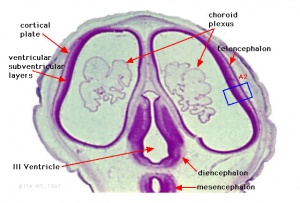 Cross-section of head (stage 22)