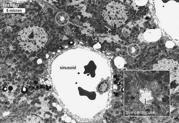 Liver histology EM02.jpg