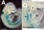 Developmental Signals - Homeobox - Embryology