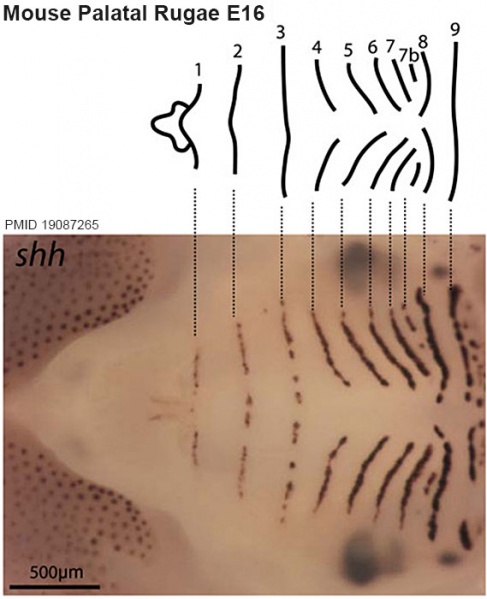File:Mouse palatal rugae pattern E16.jpg