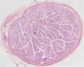 Young human testis, H&E, overview Loupe