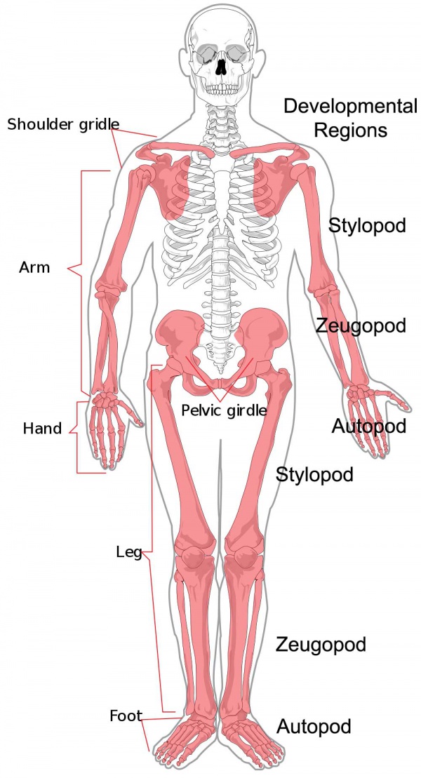 Musculoskeletal System - Limb Abnormalities - Embryology