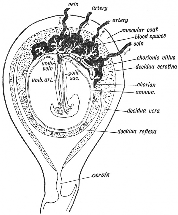 Fig. 32 Showing the arrangement of the Amnion, Chorion, and Decidua in the 3rd month and the Formation of the Placenta,