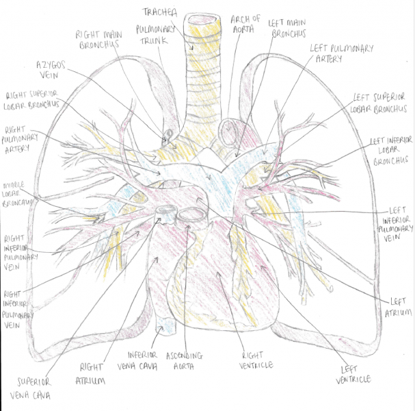 File:Lung vasculature.png