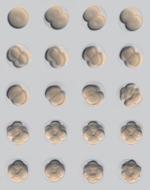 Sea Urchin- early embryo cleavage pattern.jpg