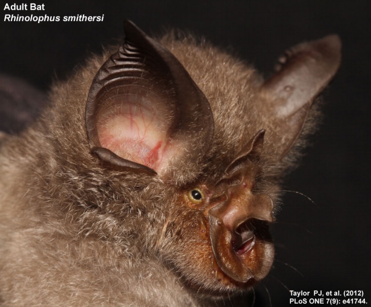 File:Adult bat - rhinolophus smithersi.jpg