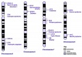 chromosomes 5-8