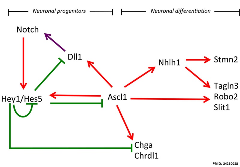 File:Hypothalamus gene interaction model.jpg